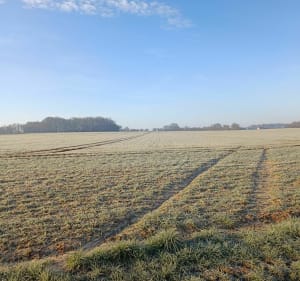 Balade au milieu des champs par la Jorandière - Saint-Georges-sur-la-Prée - 2