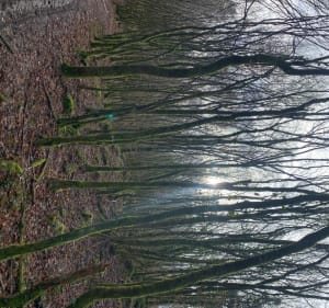 Le rendez-vous des sangliers dans la Braconne-Bois Blanc - Mornac - 2