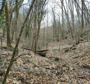 Le long du chemin par le Petits Bois - Saint-Priest-Taurion - 2