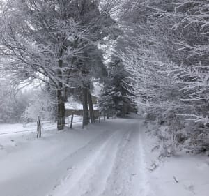 En forêt Grands Bois, au départ de Conol - Verrières-en-Forez - 2