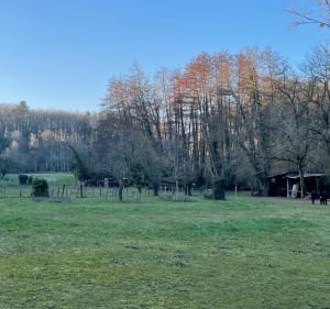 Magnifique balade dans les bois - MIGUEL - 4