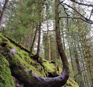 Wandeling naar de Saut de la Bourrique - Gérardmer - 2