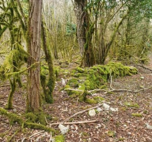 Randonnée dans le bois de la Haye - Auxey-Duresses - 2