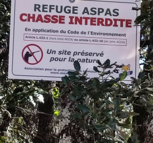 Le bois interdit entre Montarnaud et Vailhauques - Montarnaud - 2
