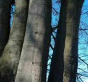 En route vers l'arbre majestueux à desvres - Toinette et Alfred - 3