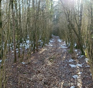 Maak een lus rond Puivert via het Groene Labyrint - Puivert - 2
