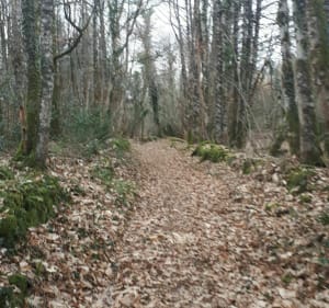 Promenade forestière autour de Nantiat - Nantiat - 2