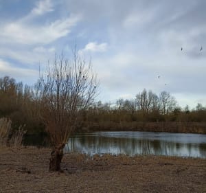 Le terril de Noyelles sous Lens - Lens - 2