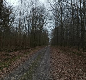 Balade hexagonale en forêt de Villefermoy - La Chapelle-Gauthier - 2