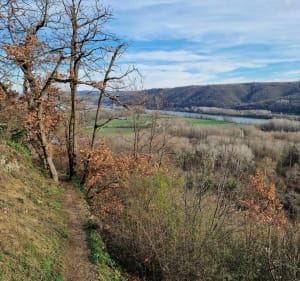 Lône du Rhône et vignoble - Condrieu - 2