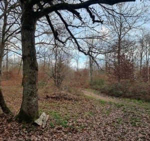 Plaine et bois à St Maur sur le Loir - Saint-Maur-sur-le-Loir - 2