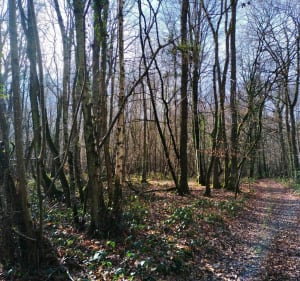 Jolie balade entre le bois de Saint Pierre et  sa campagne. - Clem - 3