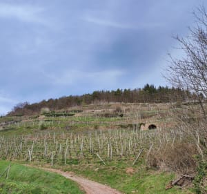 Sortie à Guebwiller promenade Dreibannstein - PhilippeC - 2