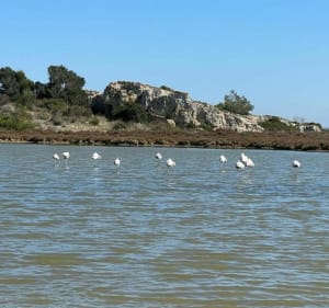 Grote rondleiding door de vijver Doul Peyriac de mer - Peyriac-de-Mer - 2