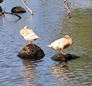 Courir autour des plans d'eau de Combourg - Combourg - 2