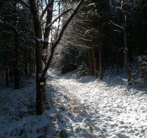 Sur les hauteurs de Villemontais - Villemontais - 2