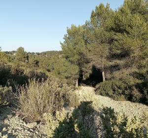 Randonnée VTT dans les collines de la Nerthe et vue sur Figuerolles - Régis - 3