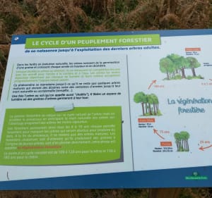 Balade découverte dans la forêt domaniale de Montfort - Illeville-sur-Montfort - 2