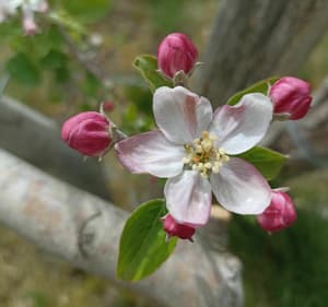 Pomme de reinette et pomme d'Azay - Azay-le-Rideau - 2
