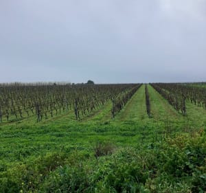 Sentier des 5 paysages Sainte-Marie de Ré - Sainte-Marie-de-Ré - 2