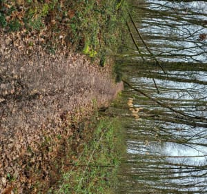 Ballade forêt de Bouconne à VTT - Pujaudran - 2