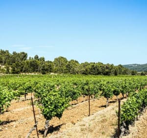 Balade dans les vignes et la forêt Gaillacoise. - Gaillac - 2