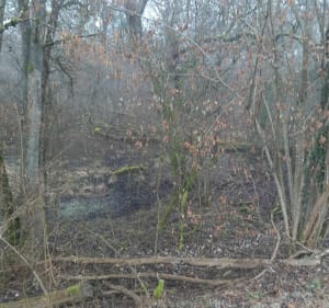 Polder et forêt d'Erstein le long du Canal de l'Ill - Erstein - 3