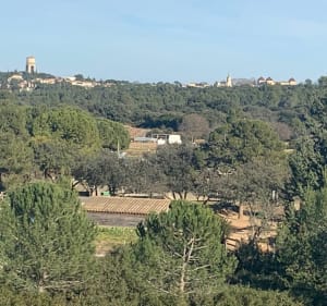 La garrigue au nord-ouest de Vendargues - Vendargues - 2