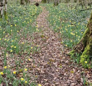 Plateau des jonquilles à Urville - Urville - 2