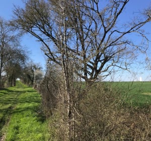 Belle balade autour de Villiers-au-Bouin - Villiers-au-Bouin - 2