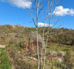 Entre Le bois d'Oingt et Oingt - Val d'Oingt - 2