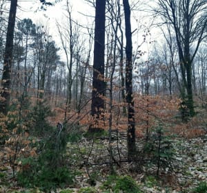 Balade dans la forêt du Gars - Hanvec - 2