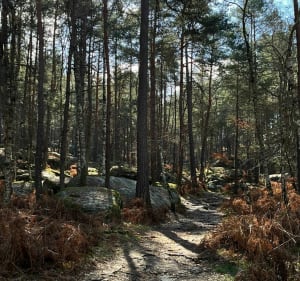 Fontainebleau - Bois-le-Roi - 2