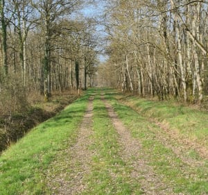 Détours en forêt d'Orléans - Matthieu - 2