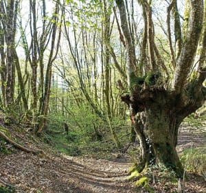 Randonnée nature dans la vallée du Lys - Azay-le-Rideau - 4