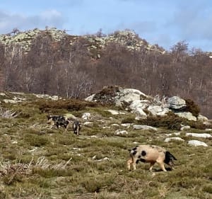 Cuscionu-plateau, tot aan de schaapskooi I Croci - Zicavo - 2