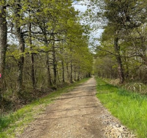 Les bois de Saint-Sauveur - Senillé-Saint-Sauveur - 2