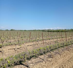 Bourdic, entre vignobles et vieux villages - Bourdic - 4