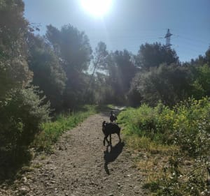 Een korte tocht in het Salettebos - Allauch - 2