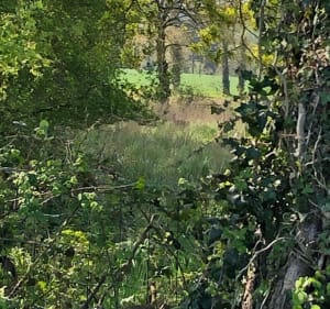 Sentier du Bois de Cranne - Saint-Médard-sur-Ille - 2