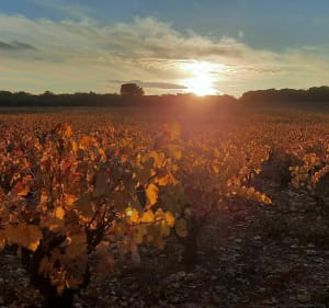 Balade entre vignes et bois à Lagarde-Paréol - Lagarde-Paréol - 2