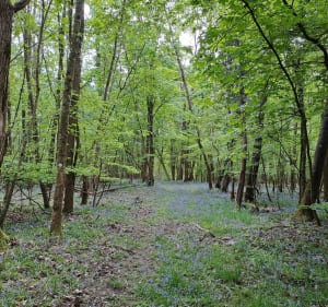 Entre Marne et côteaux à Jaulgonne - Jaulgonne - 2