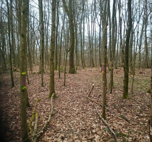 Gravel entre Halstroff et Silwingen en Allemagne à vélo - Stephane - 3