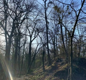 Sentier botanique rallongé depuis l'Etoile des Pétrons - Saint-Germain-en-Laye - 2