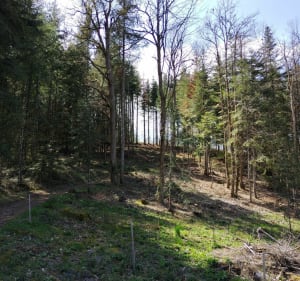 Balade bois de Chauffailles - Chauffailles - 2