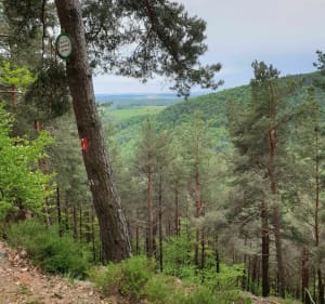 Col de la Liese, source du Licheneck par le haut du Lichneck - Niederbronn-les-Bains - 2