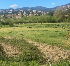San Peyre par la face nord à Mandelieu - Mandelieu-la-Napoule - 2