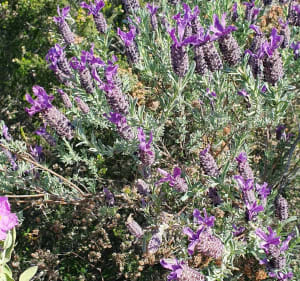 Le Vallon de la Gaillarde - Roquebrune-sur-Argens - 3