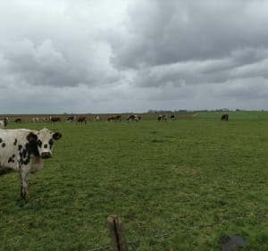 La campagne autour de Beuzeville - Bréauté - 2