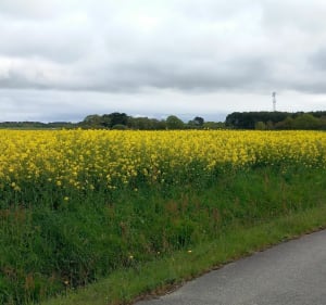Visite à Saint-Armel - Guillaume - 4